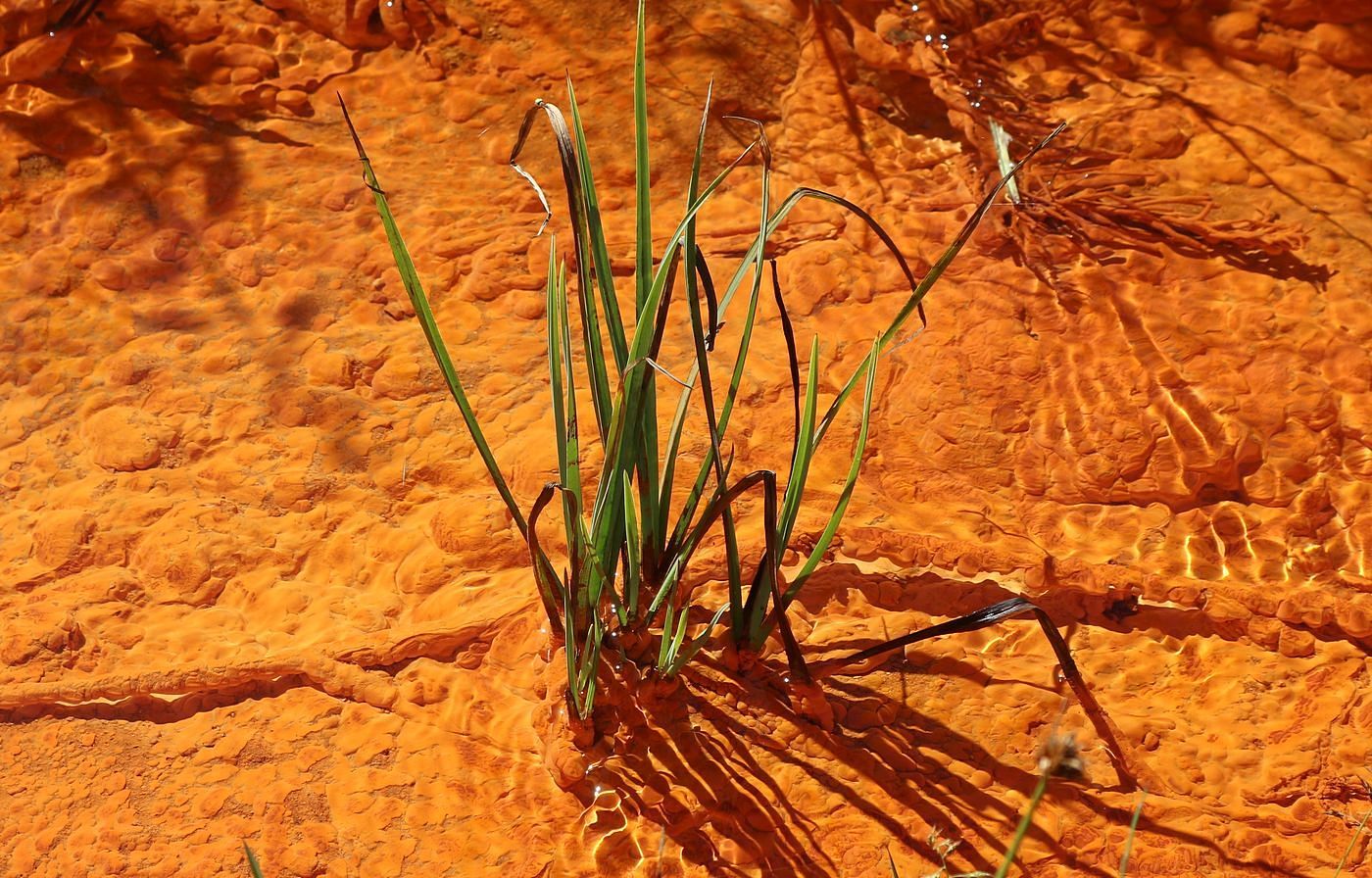 Изображение особи род Carex.