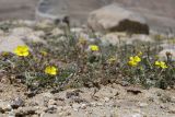 genus Potentilla. Цветущие растения. Таджикистан, Горно-Бадахшанская автономная обл., Мургабский р-н, окр. пер. Харгуш, побережье оз. Харгуш, ≈ 4260 м н.у.м., берег ручья. 5 июля 2026 г.