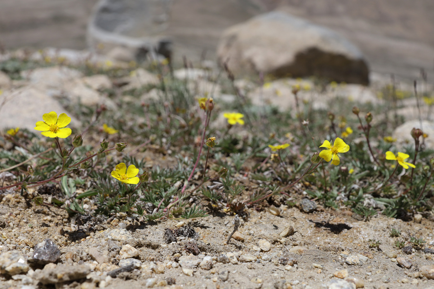Изображение особи Potentilla multifida.