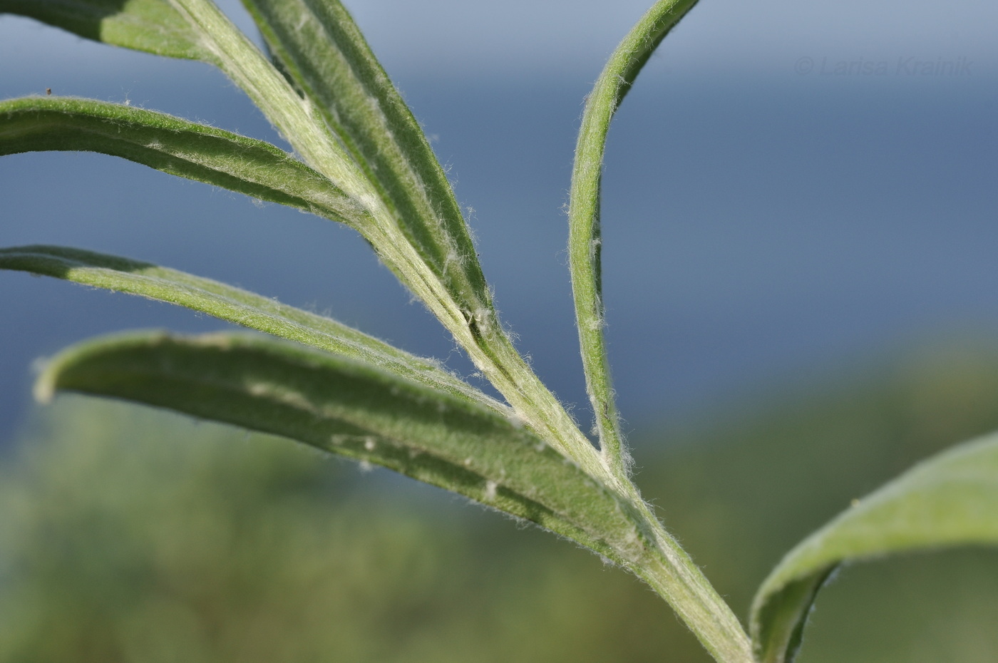 Изображение особи Anaphalis pterocaulon.