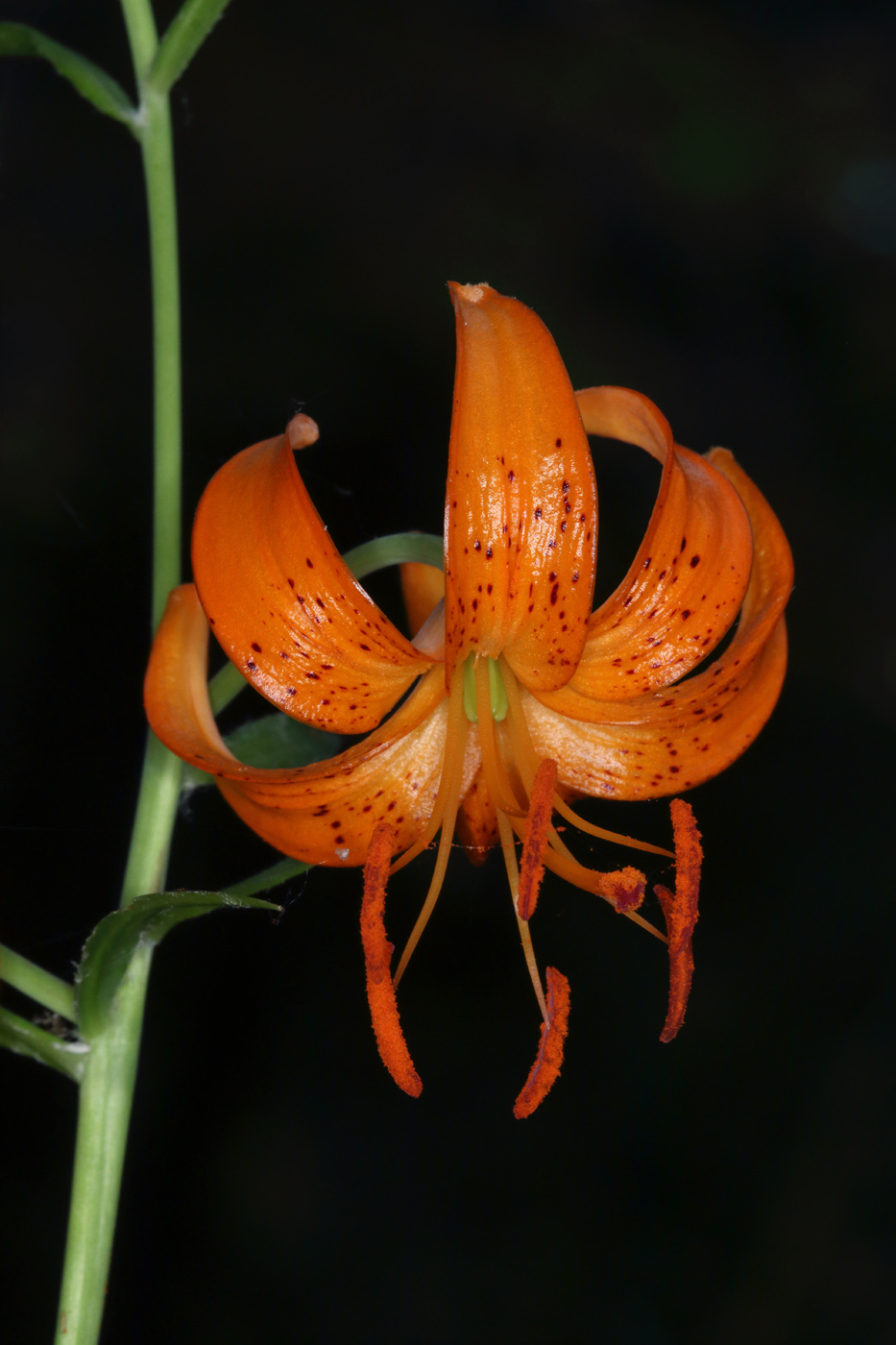 Изображение особи Lilium debile.
