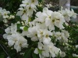 Exochorda korolkowii