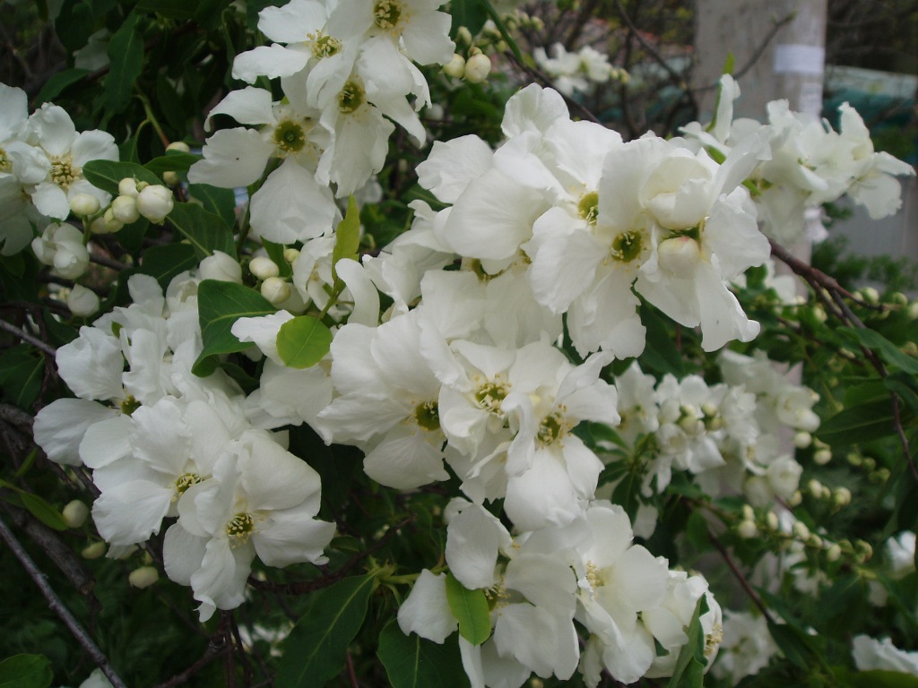 Image of Exochorda korolkowii specimen.