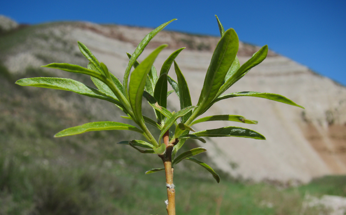 Изображение особи Salix &times; mollissima.