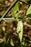 Ruscus aculeatus