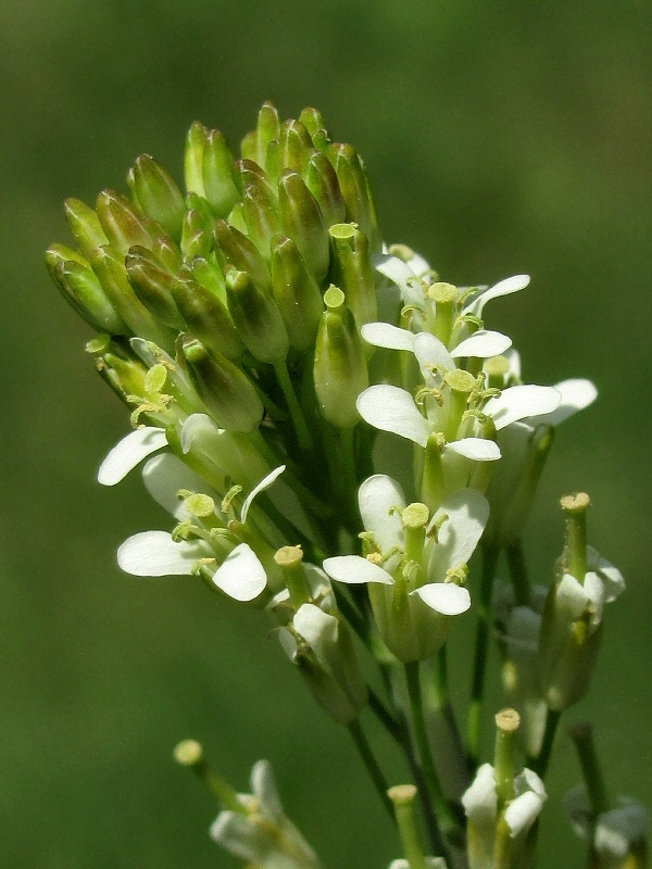 Изображение особи Turritis glabra.