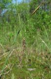 Carex limosa