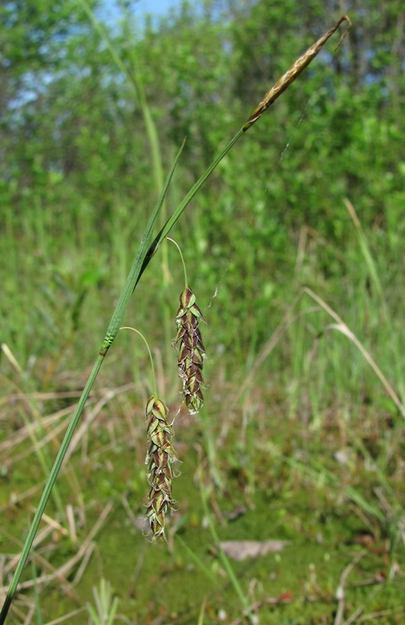 Изображение особи Carex limosa.