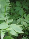Hylomecon vernalis. Плодоносящие растения. Москва, ГБС РАН. 09.06.2011.