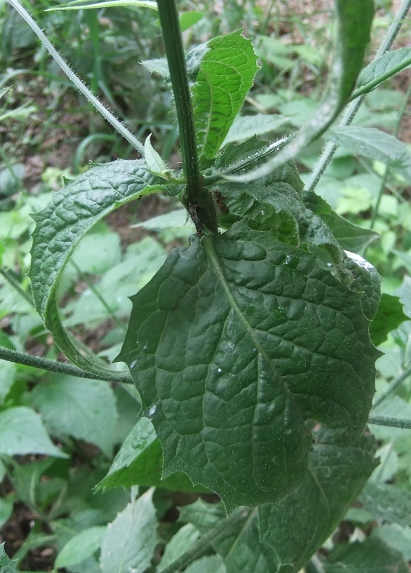 Image of Lapsana intermedia specimen.