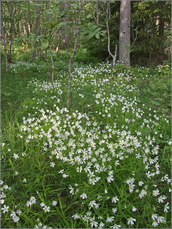 Image of Stellaria holostea specimen.