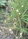 Allium vodopjanovae