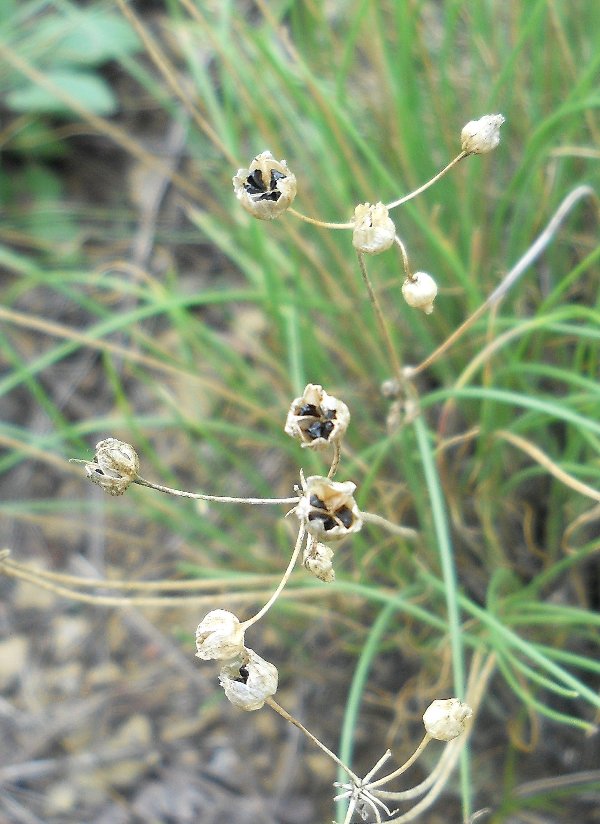 Изображение особи Allium vodopjanovae.