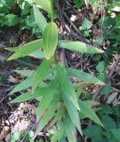 Lilium monadelphum