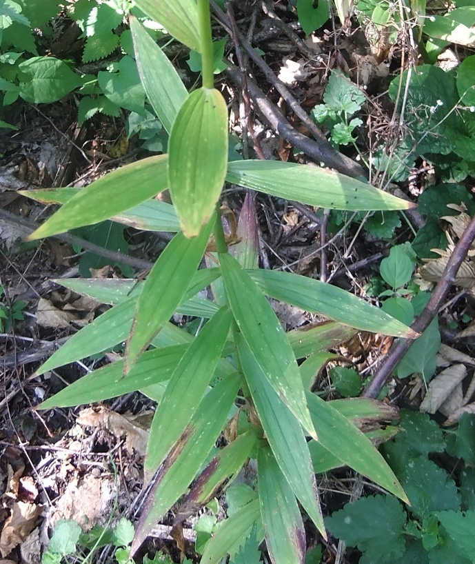 Image of Lilium monadelphum specimen.