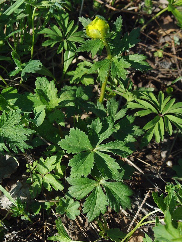 Изображение особи род Trollius.