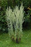 Artemisia absinthium. Цветущее растение. Московская обл., Раменский р-н, окр. дер. Хрипань, дачный участок. 04.08.2008.