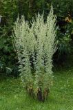 Artemisia absinthium