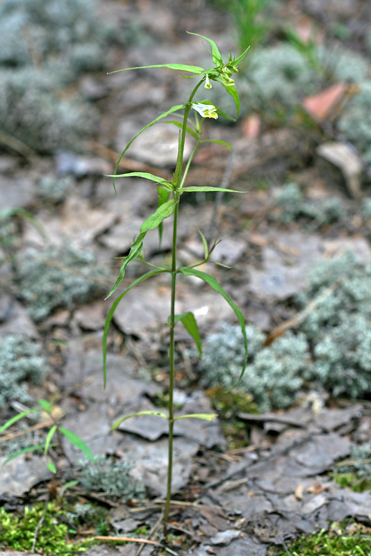 Изображение особи Melampyrum pratense.