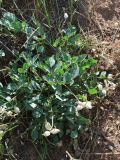 Astragalus megalomerus