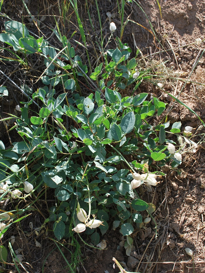 Изображение особи Astragalus megalomerus.