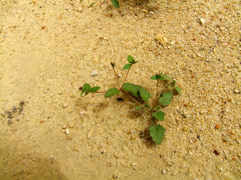 Изображение особи Erodium oxyrhynchum.