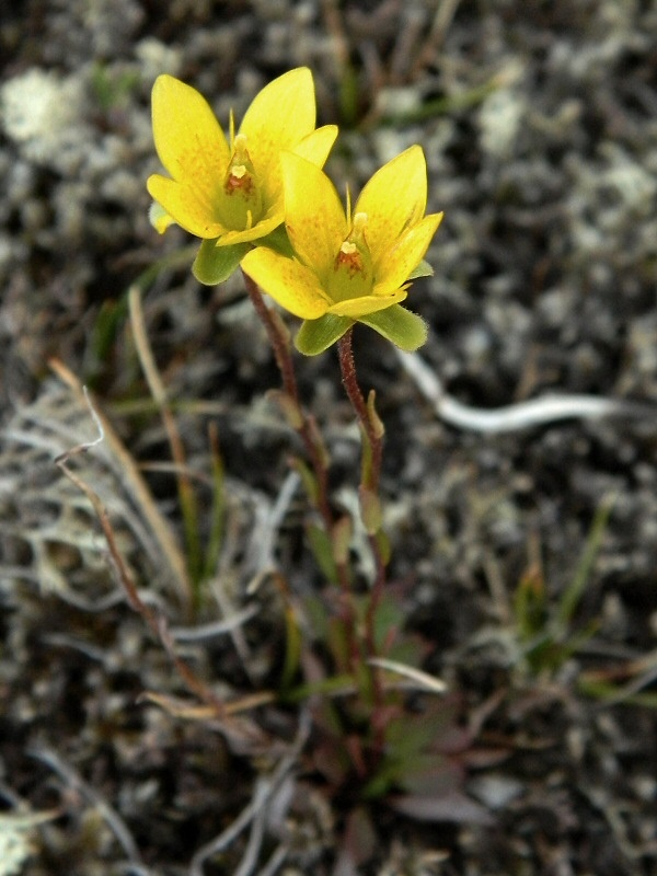 Изображение особи Saxifraga hirculus.