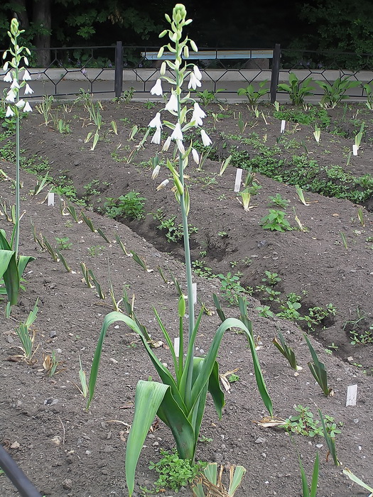 Изображение особи Galtonia candicans.