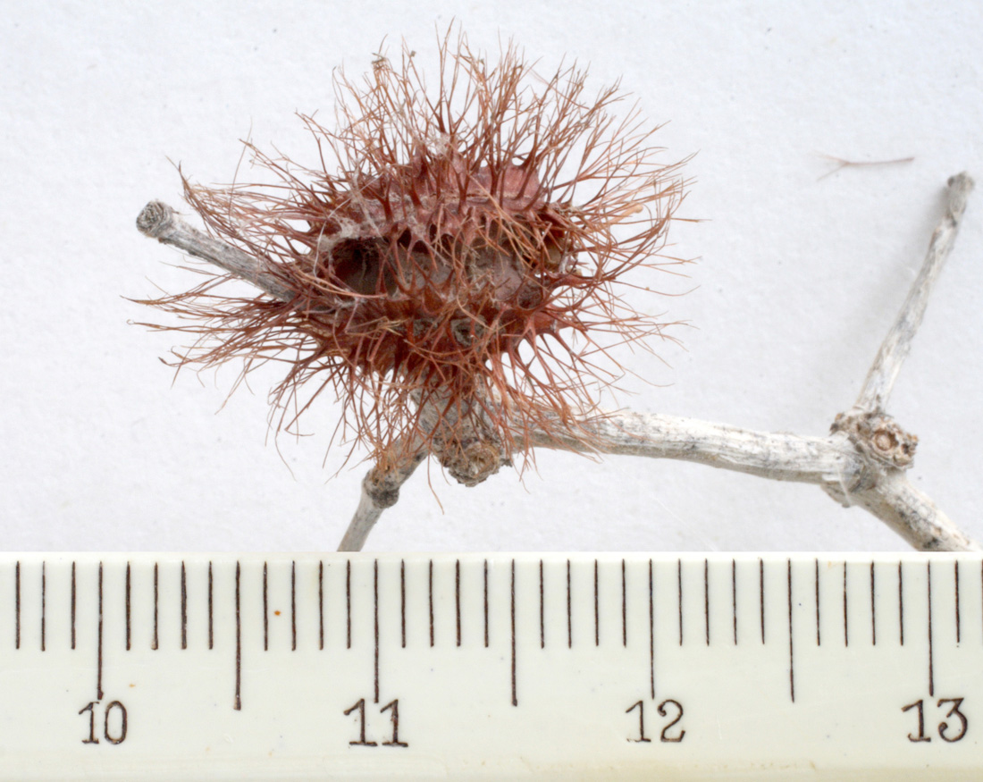 Image of genus Calligonum specimen.