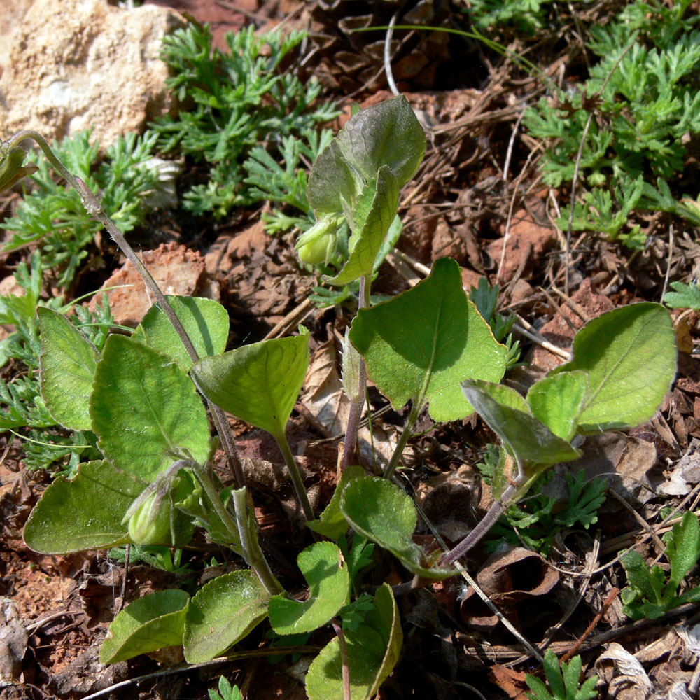 Изображение особи Viola rupestris.
