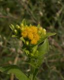 Inula thapsoides