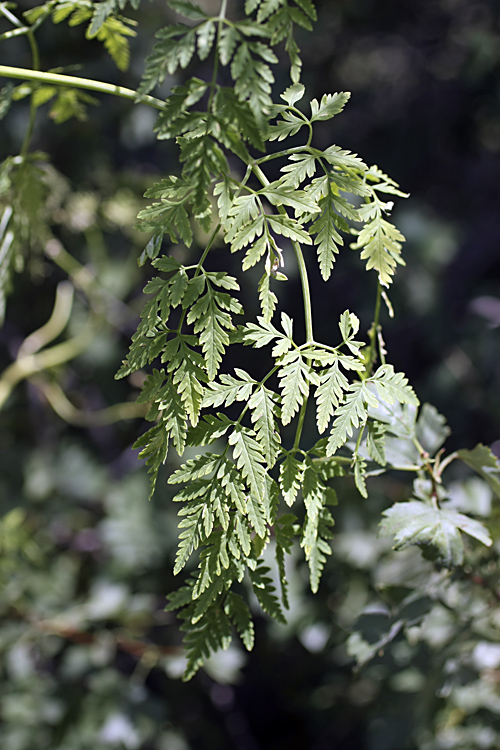 Изображение особи Conium maculatum.