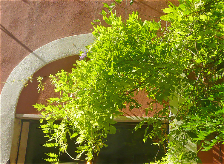 Image of Wisteria sinensis specimen.