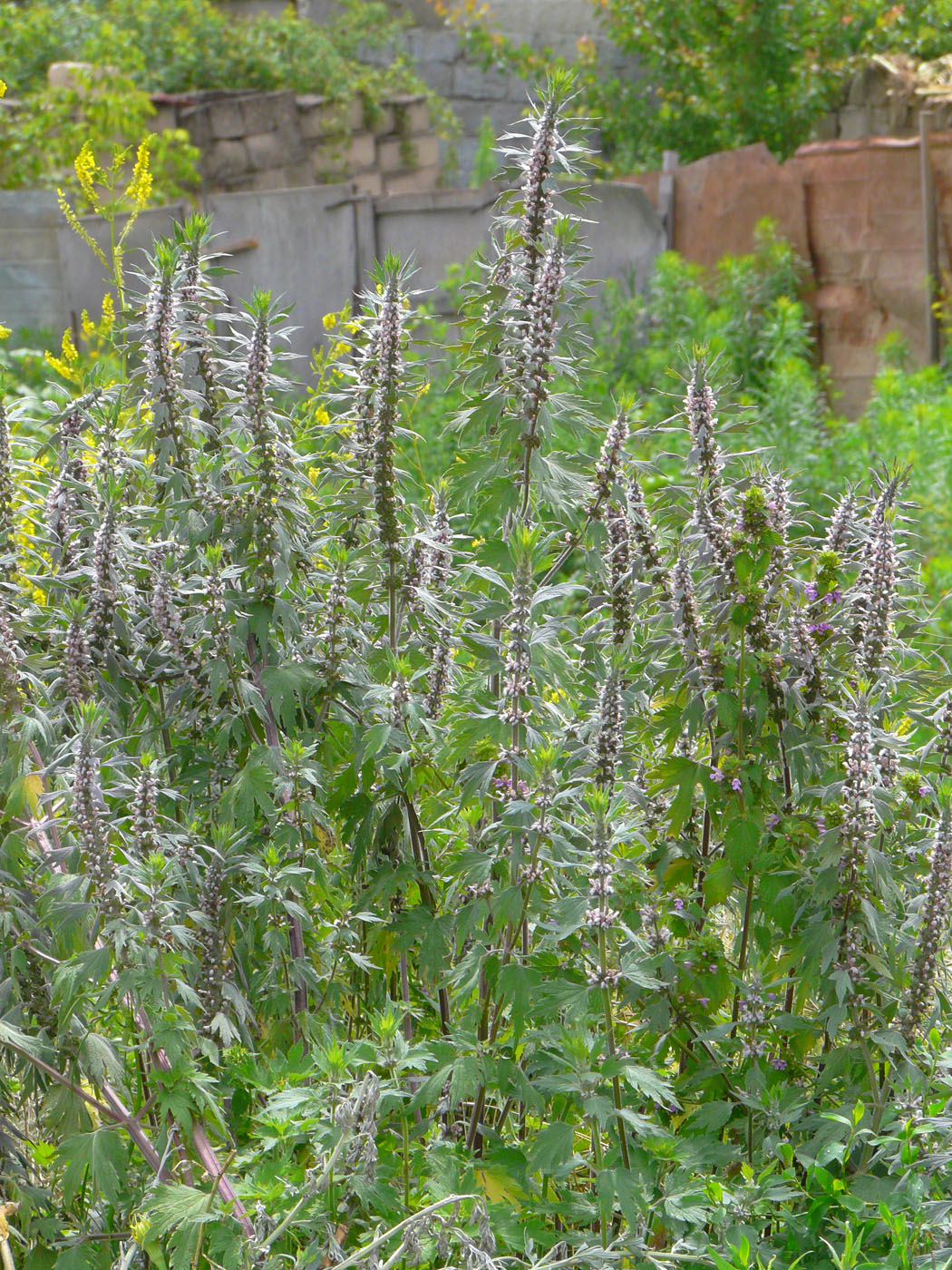 Изображение особи Leonurus quinquelobatus.