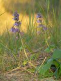 Salvia verticillata