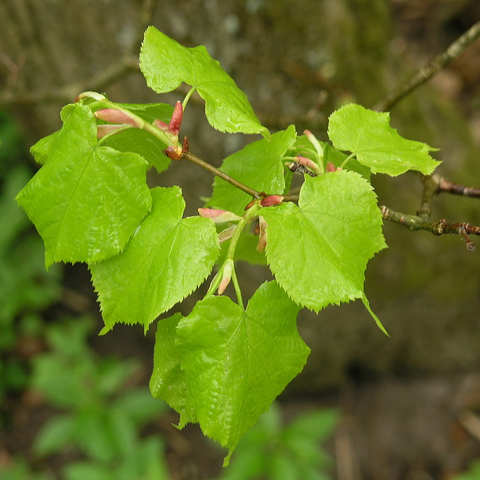 Изображение особи Tilia cordata.