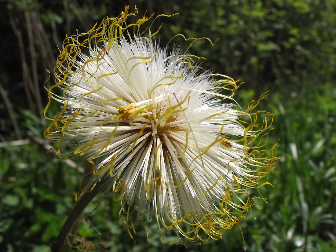 Image of Tussilago farfara specimen.