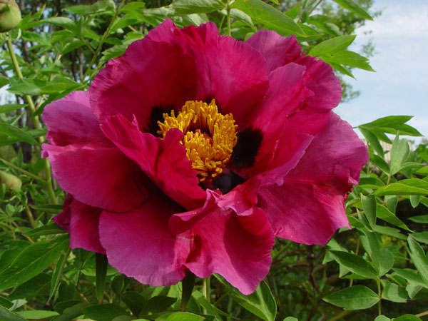 Изображение особи Paeonia suffruticosa.