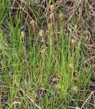 Plantago schrenkii