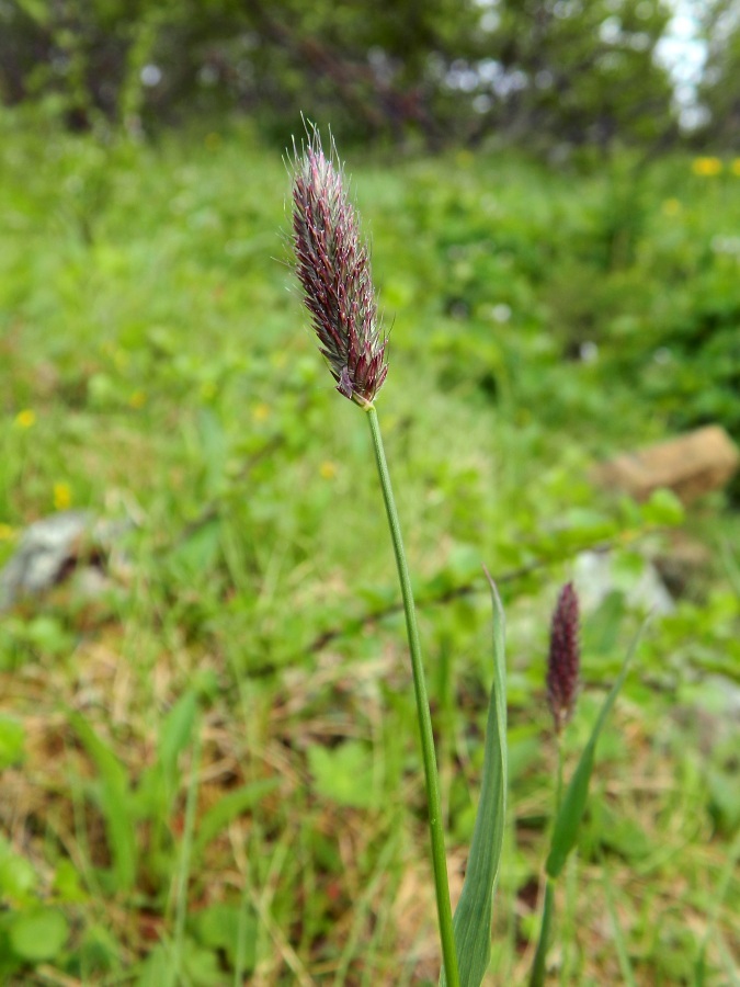 Изображение особи Alopecurus alpinus.