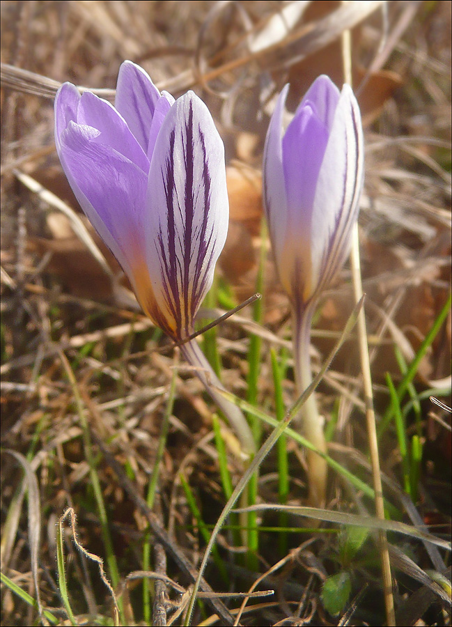 Изображение особи Crocus reticulatus.