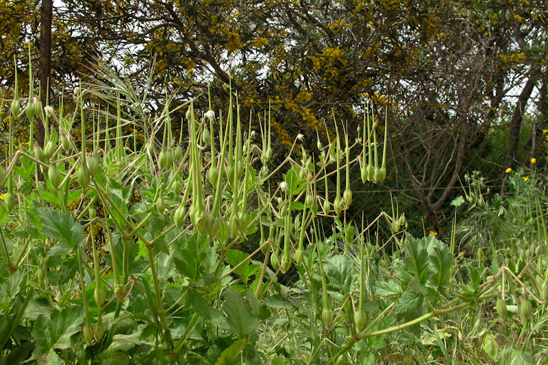 Изображение особи Erodium gruinum.