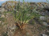 Bromopsis cappadocica. Нижняя часть растения. Крым, Севастополь, высоты Кая-Баш. 10 мая 2012 г.