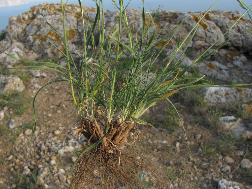 Image of Bromopsis cappadocica specimen.