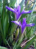 Iris ruthenica. Цветки и основания листьев. Новосибирская обл., Искитимский р-н, пгт Линёво, опушка берёзового колка. 16 мая 2012 г.