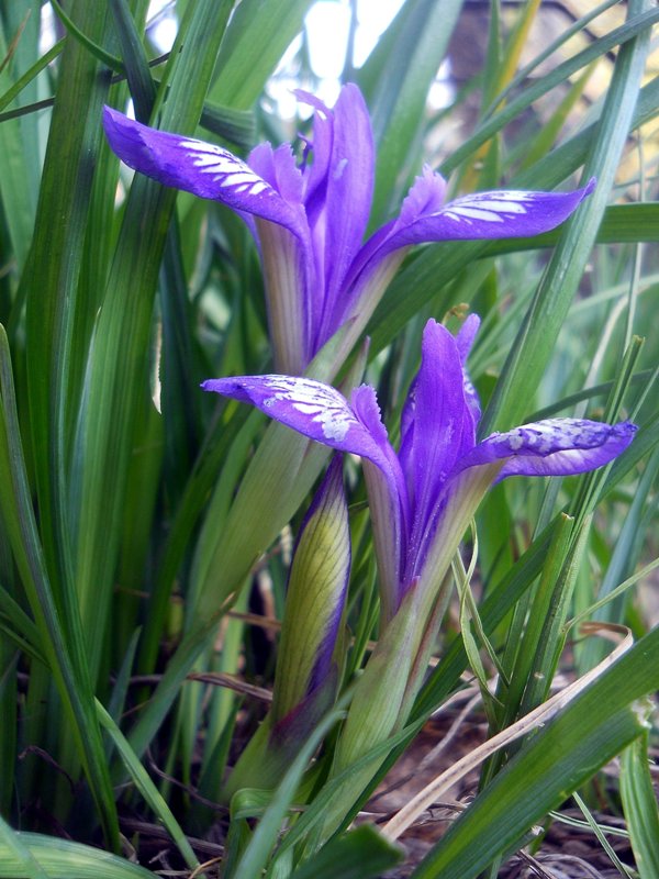 Image of Iris ruthenica specimen.