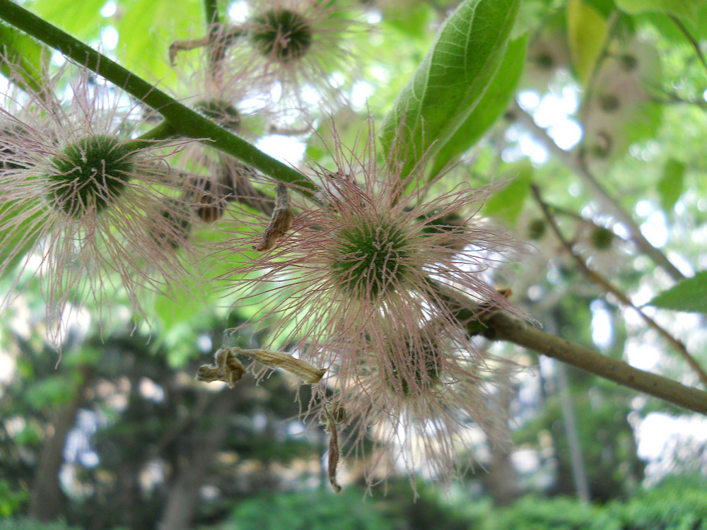 Изображение особи Broussonetia papyrifera.