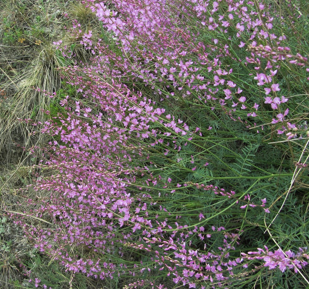 Image of Astragalus macropterus specimen.