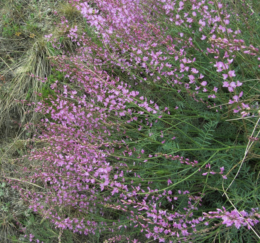 Изображение особи Astragalus macropterus.