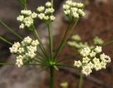 Physospermum cornubiense. Часть соцветия. Крым, южный берег, окр. Алупки, сосновый лес. 2 июня 2012 г.